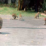 monkeys coming